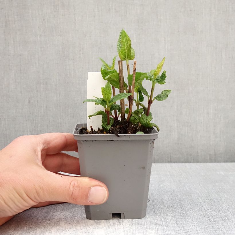 Heliopsis helianthoides Asahi Maceta de 8/9 cm Ejemplar entregado en la primavera