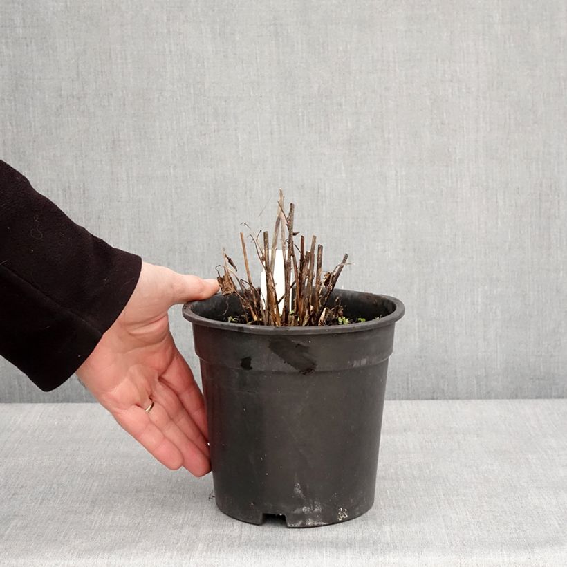 Heliopsis helianthoides Asahi Maceta 2L/3L Ejemplar entregado en invierno