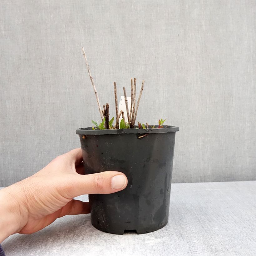 Heliopsis helianthoides Asahi Maceta 2L/3L Ejemplar entregado en la primavera