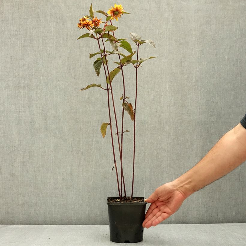 Ejemplar de Heliopsis helianthoides Bonfire Sunset  Maceta 1,5L/2L entregado en verano