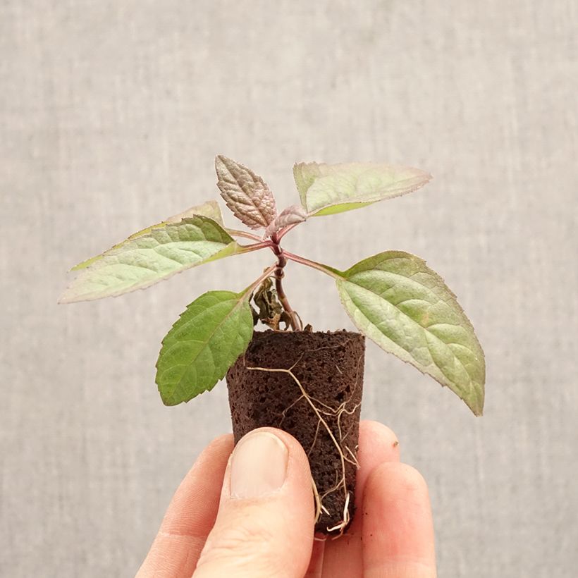 Heliopsis helianthoides var. scabra Funky Spinner minicepellón: Ø 3/4 cm Ejemplar entregado en la primavera