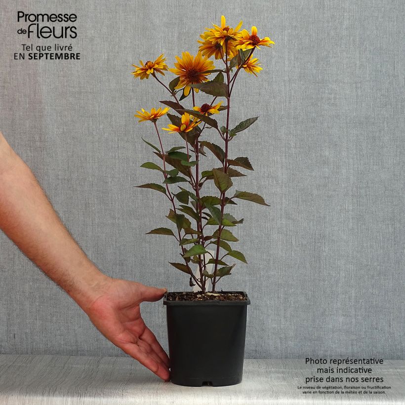 Ejemplar de Heliopsis helianthoides var. scabra Funky Spinner Maceta 2L/3L entregado en verano