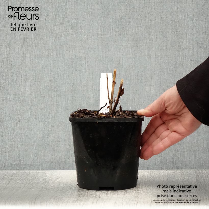 Heliopsis helianthoides var. scabra Funky Spinner Maceta 2L/3L Ejemplar entregado en invierno