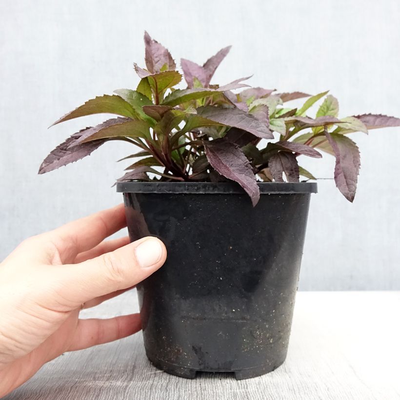 Heliopsis helianthoides var. scabra Funky Spinner Maceta 2L/3L Ejemplar entregado en la primavera