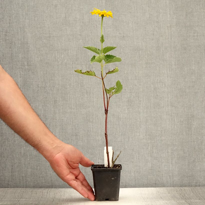 Ejemplar de Heliopsis helianthoides Mars Maceta de 8/9 cm entregado en verano