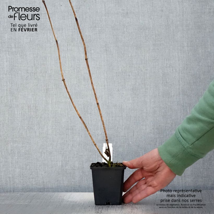 Heliopsis helianthoides Mars Maceta de 8/9 cm Ejemplar entregado en invierno