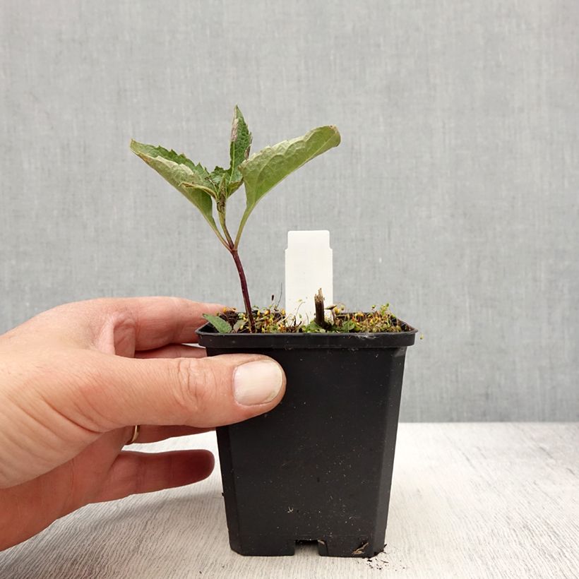 Heliopsis helianthoides Mars Maceta de 8/9 cm Ejemplar entregado en la primavera