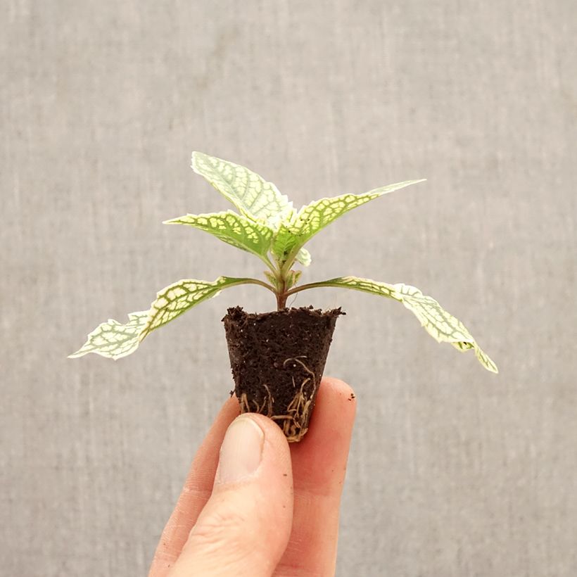 Heliopsis helianthoides Solar Flare - Héliopsis faux-héliante minicepellón: Ø 3/4 cm Ejemplar entregado en la primavera