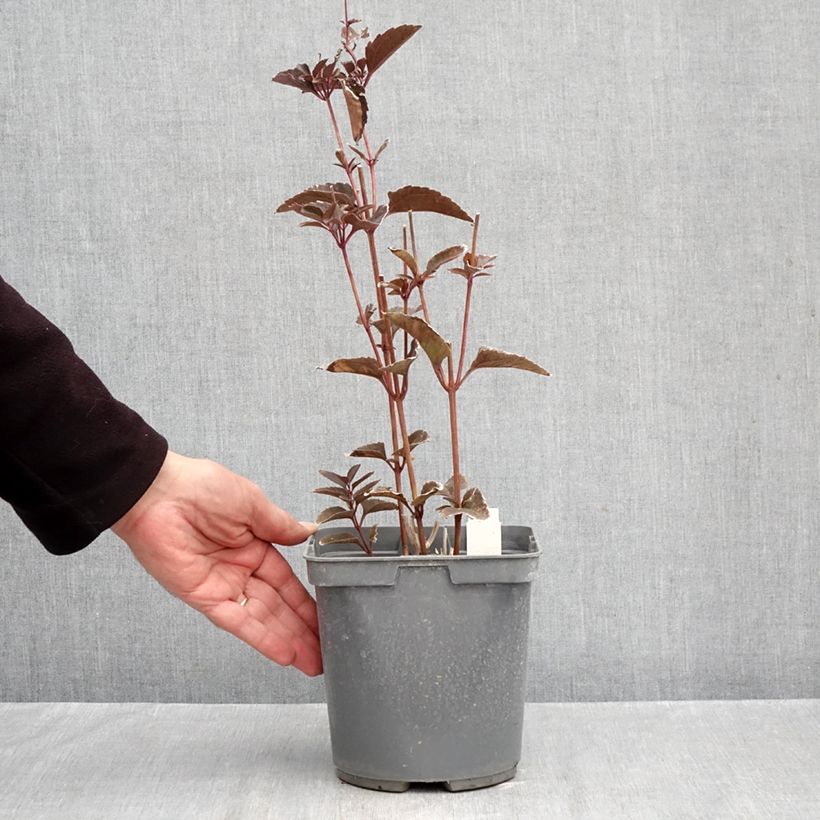 Ejemplar de Heliopsis helianthoides Sparkling Contrast Maceta 2L/3L entregado en otoño