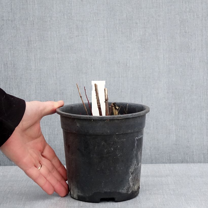 Heliopsis helianthoides Sparkling Contrast Maceta 2L/3L Ejemplar entregado en invierno