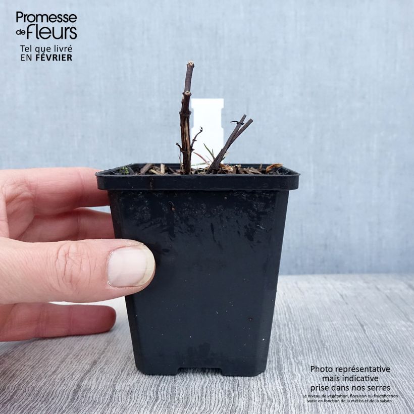 Heliopsis helianthoides var. scabra Fire Twister Maceta de 8/9 cm Ejemplar entregado en invierno