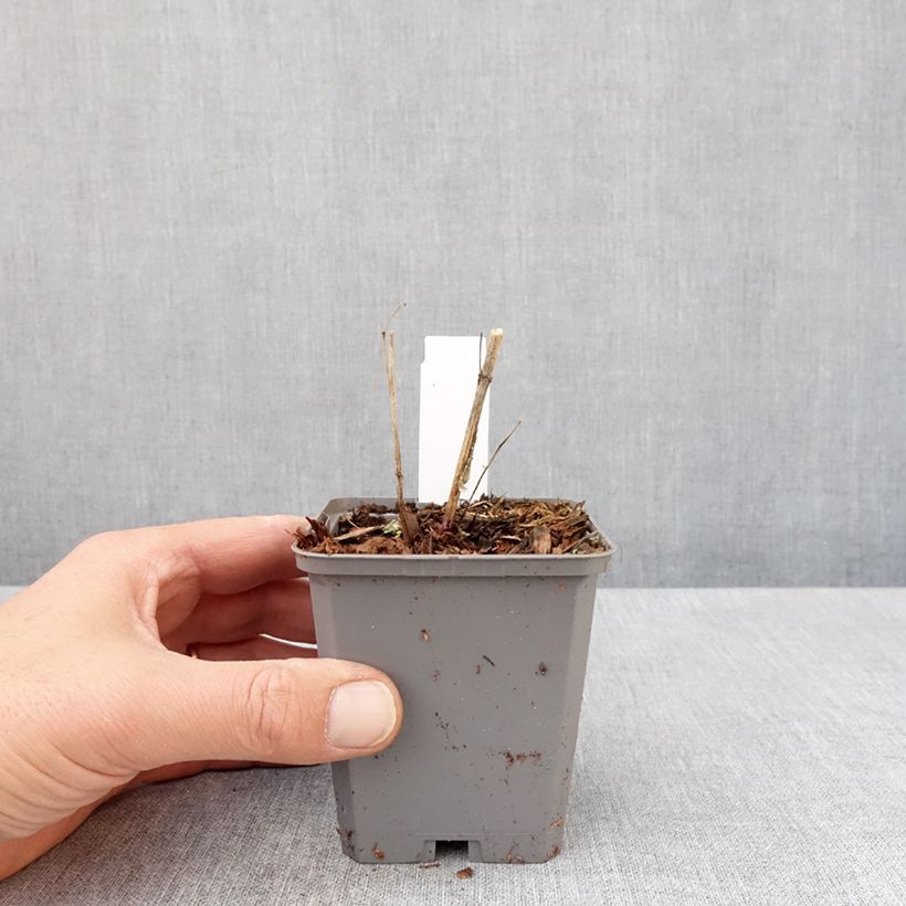 Heliopsis helianthoides var. scabra Fire Twister Maceta de 8/9 cm Ejemplar entregado en la primavera