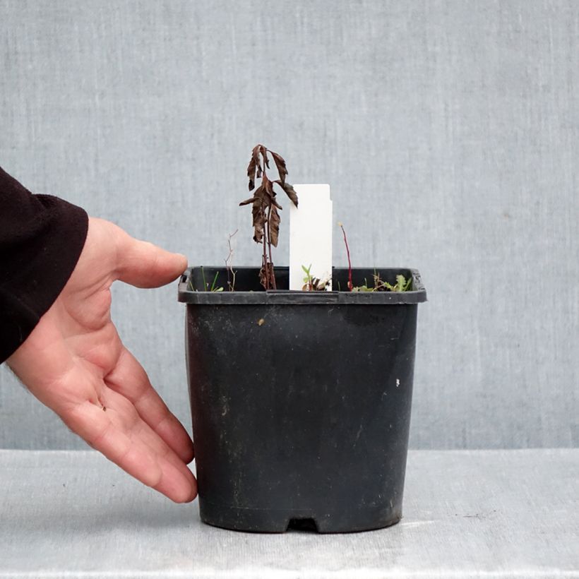 Ejemplar de Heliopsis helianthoides var. scabra Fire Twister Maceta 2L/3L entregado en otoño