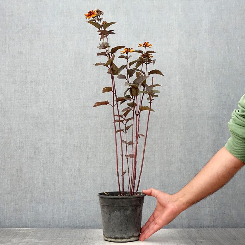 Ejemplar de Heliopsis helianthoides var. scabra Fire Twister Maceta 2L/3L entregado en verano
