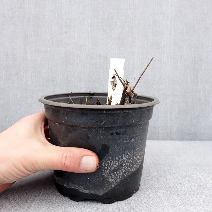 Heliopsis helianthoides var. scabra Fire Twister Maceta 2L/3L Ejemplar entregado en invierno