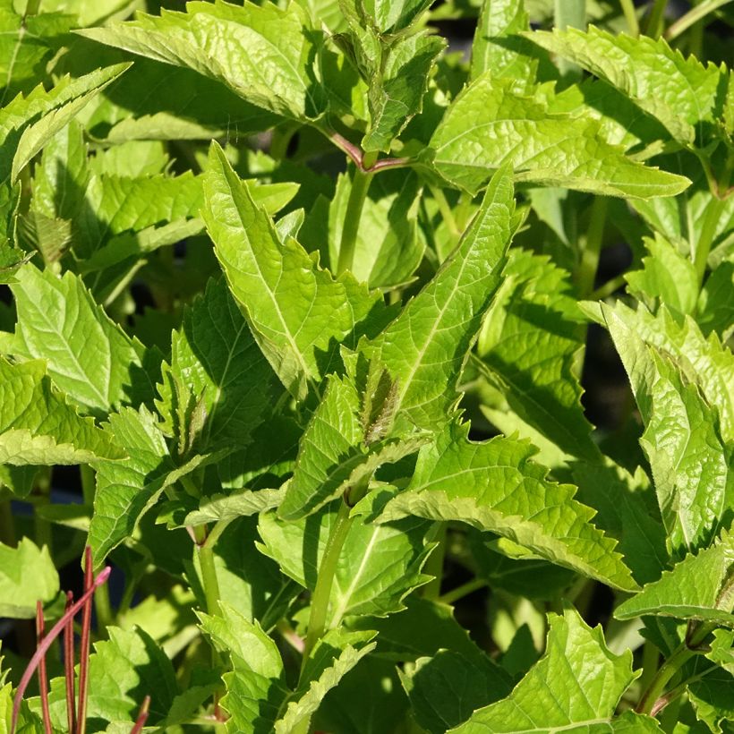 Heliopsis helianthoides var. scabra (Follaje)