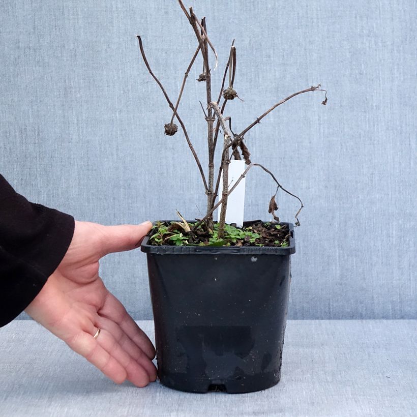 Heliopsis helianthoides Luna Roja Maceta 2L/3L Ejemplar entregado en invierno