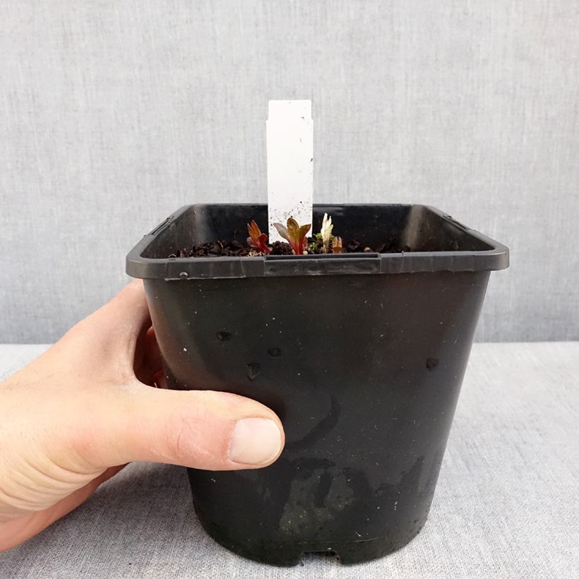 Heliopsis helianthoides Luna Roja Maceta 2L/3L Ejemplar entregado en la primavera