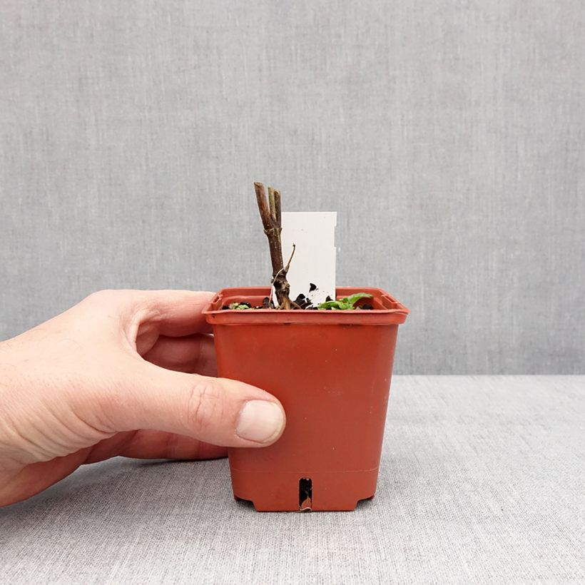 Heliopsis helianthoides var. scabra Punto Rosso Maceta de 8/9 cm Ejemplar entregado en invierno