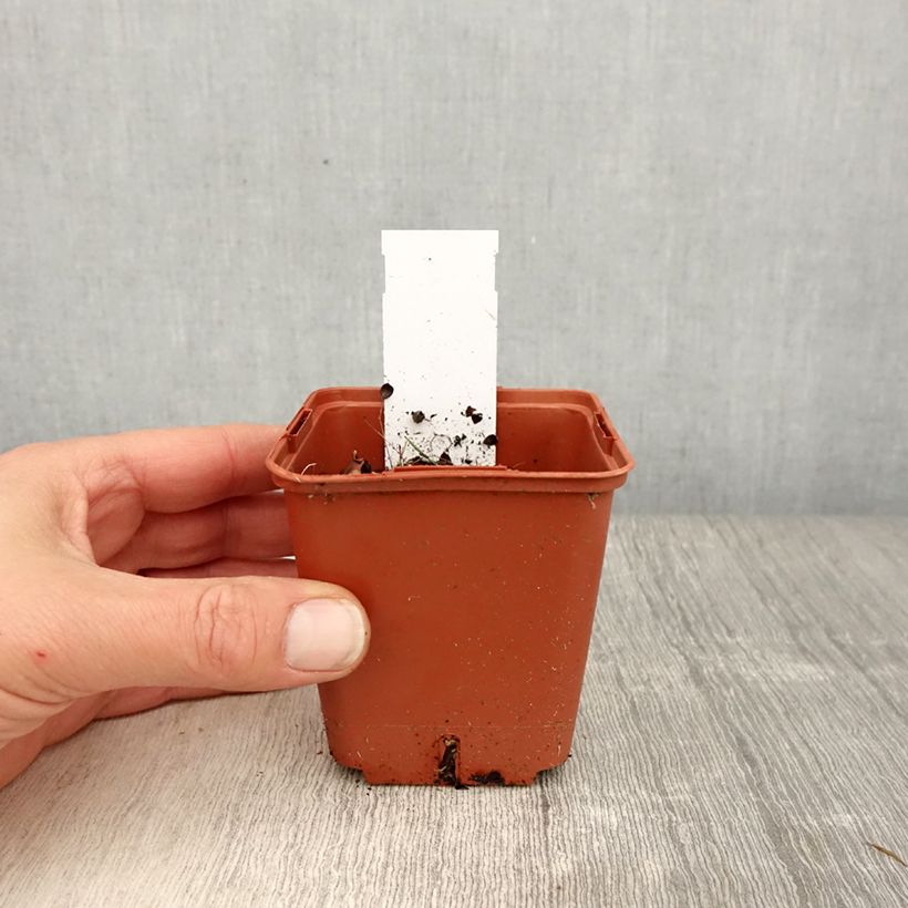 Heliopsis helianthoides var. scabra Punto Rosso Maceta de 8/9 cm Ejemplar entregado en la primavera