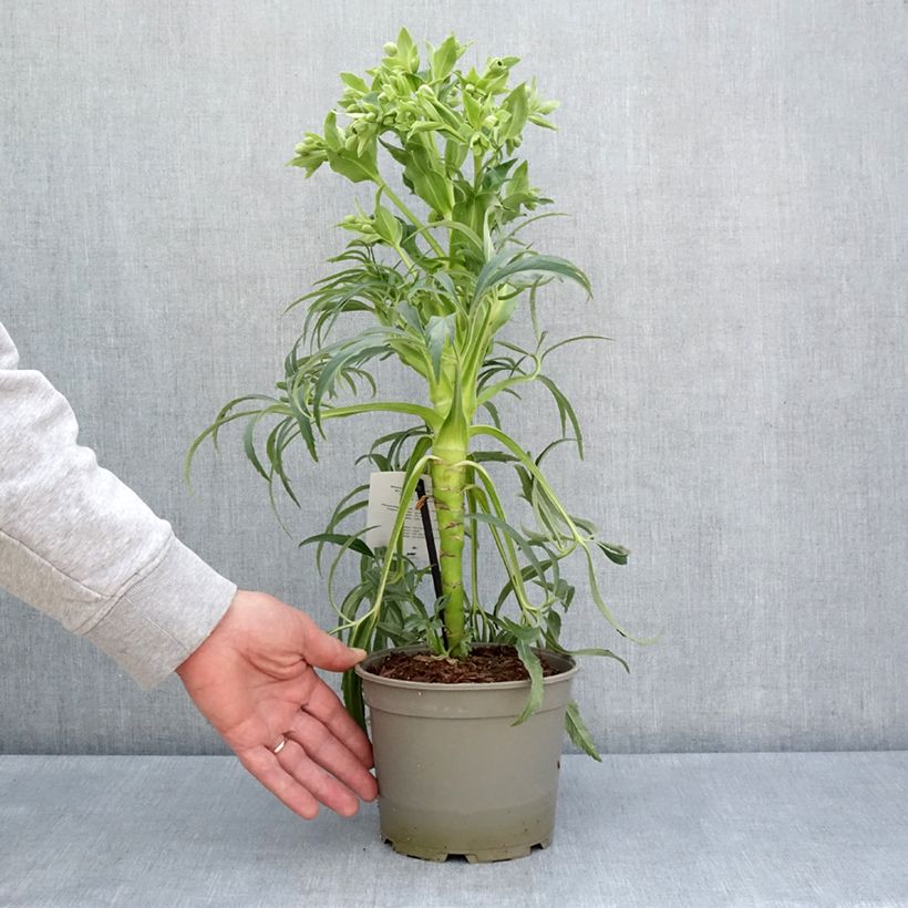 Eléboro fétido Bowles Form Maceta 1L/1,5L Ejemplar entregado en la primavera