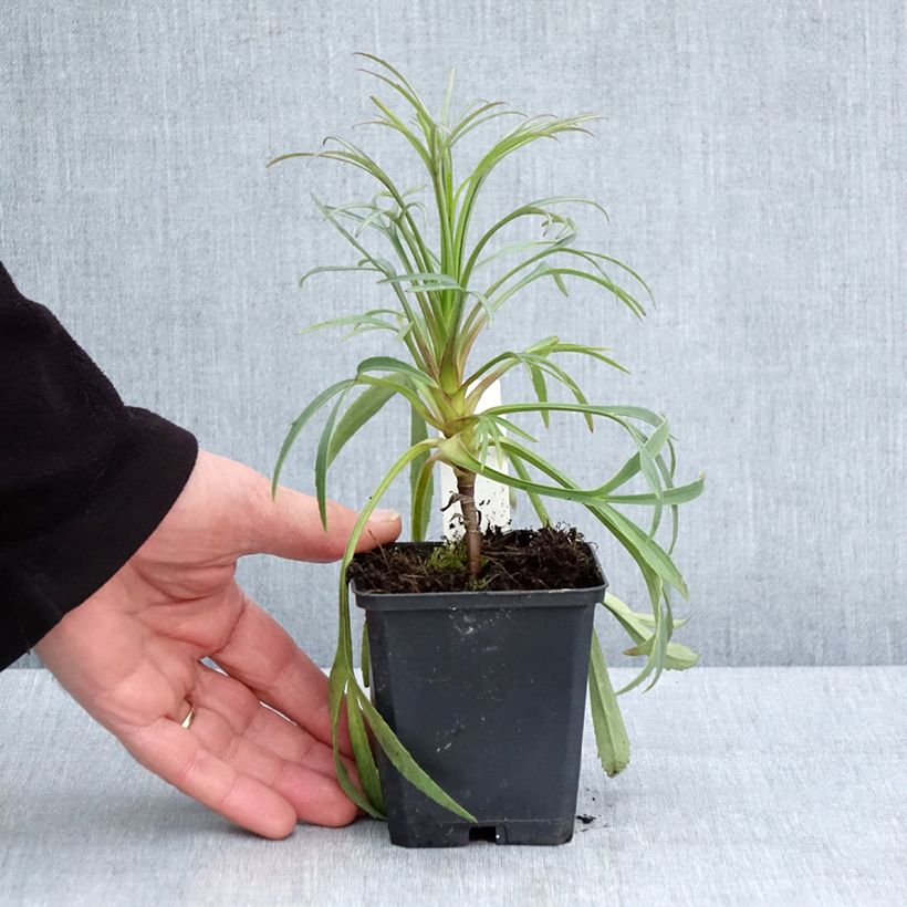 Eléboro fétido - Helleborus foetidus Maceta de 8/9 cm Ejemplar entregado en la primavera