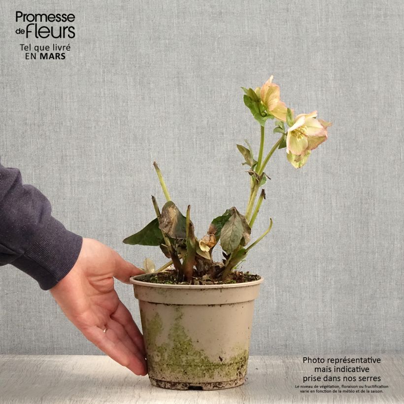 Eléboro Ice N' Roses Marbled Maddy Marble - Eléboro Maceta 2L/3L Ejemplar entregado en la primavera