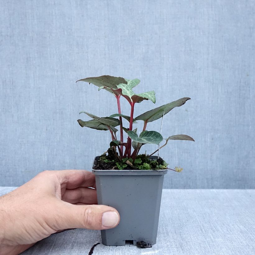 Ejemplar de Eléboro lividus Maceta de 8/9 cm entregado en otoño