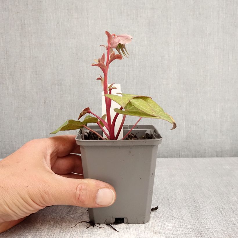 Eléboro lividus Maceta de 8/9 cm Ejemplar entregado en la primavera