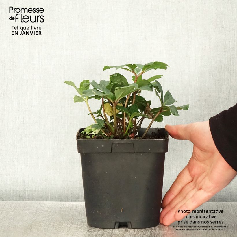 Helleborus niger - Eléboro negro Maceta 2L/3L Ejemplar entregado en invierno