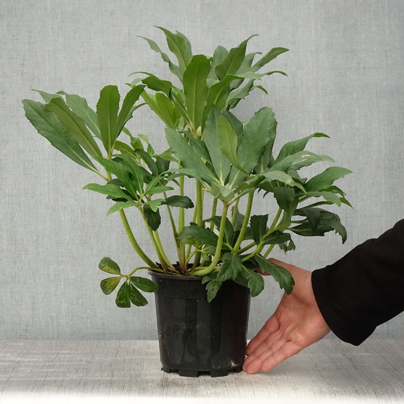 Helleborus niger - Eléboro negro Maceta 2L/3L Ejemplar entregado en la primavera