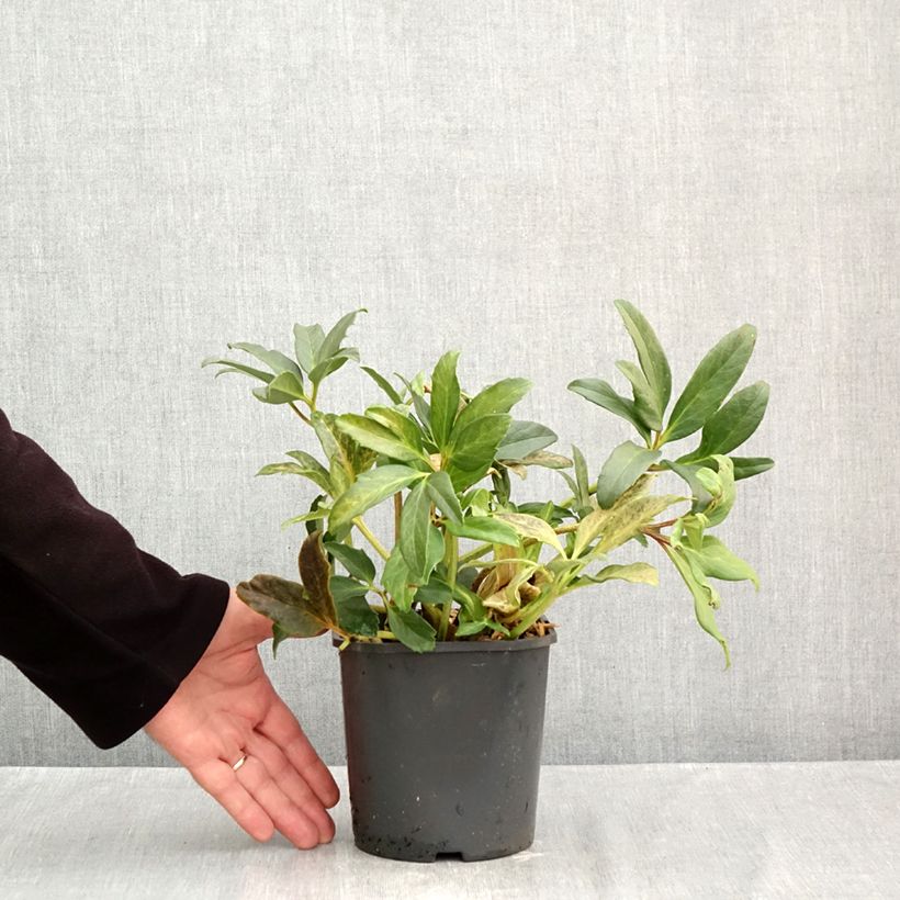 Ejemplar de Helleborus niger - Eléboro negro Maceta 2L/3L entregado en otoño