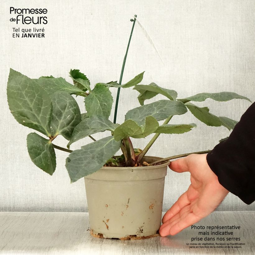 Eléboro oriental ViV Bianca Maceta 2L/3L Ejemplar entregado en invierno