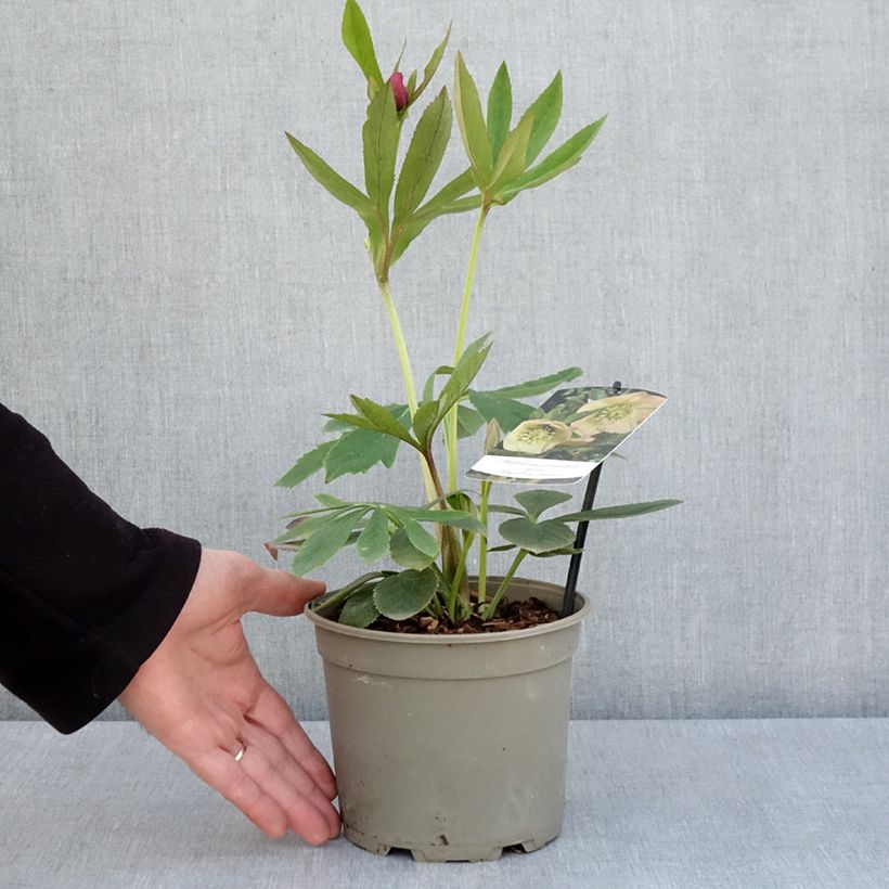 Eléboro oriental Apricot Maceta 2L/3L Ejemplar entregado en la primavera