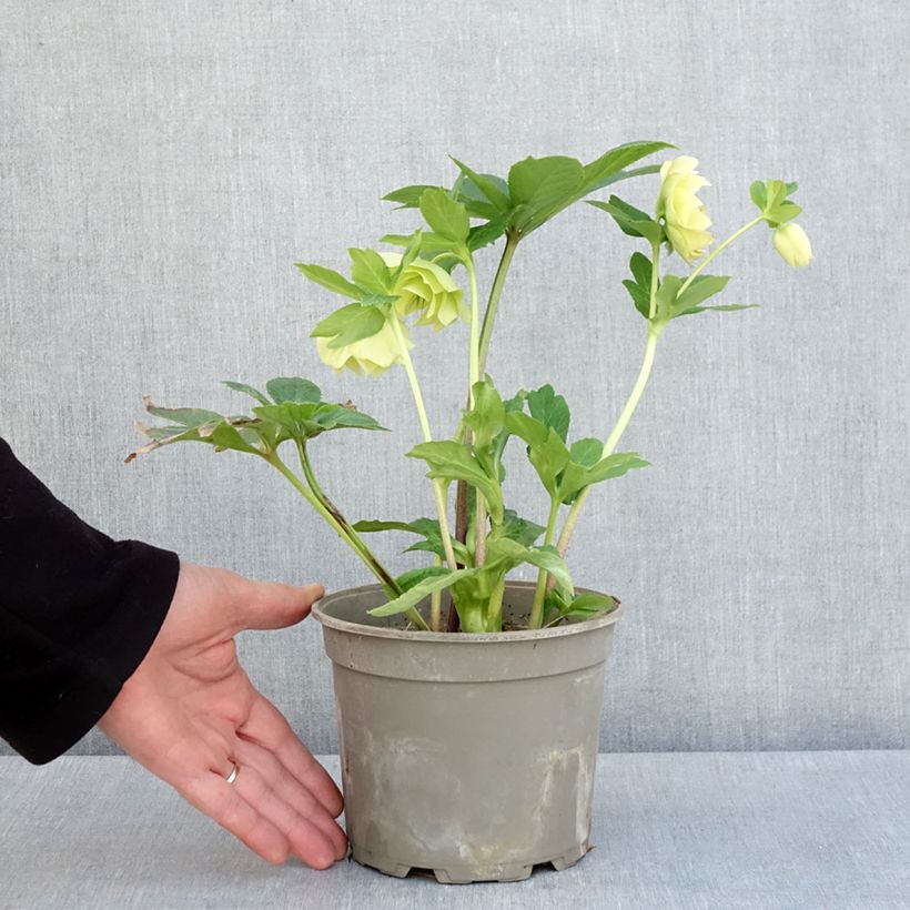 Eléboro oriental Anemone Amarillo Maceta 2L/3L Ejemplar entregado en la primavera