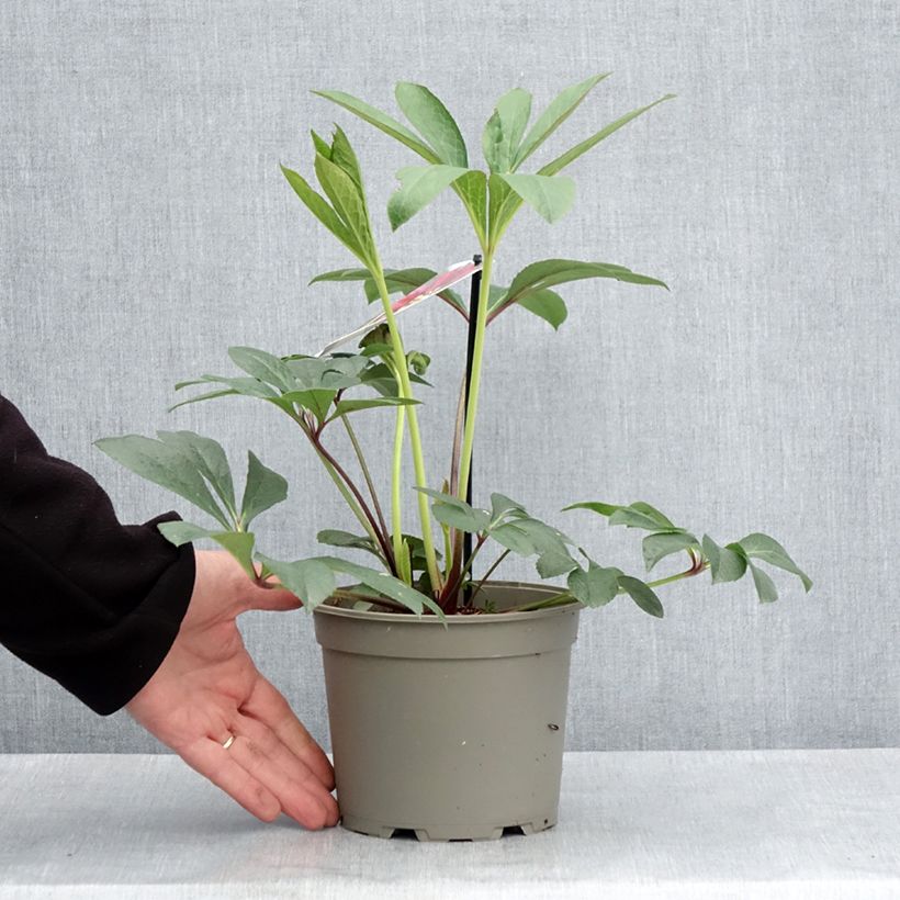 Eléboro oriental Anemone Rojo Maceta 2L/3L Ejemplar entregado en la primavera