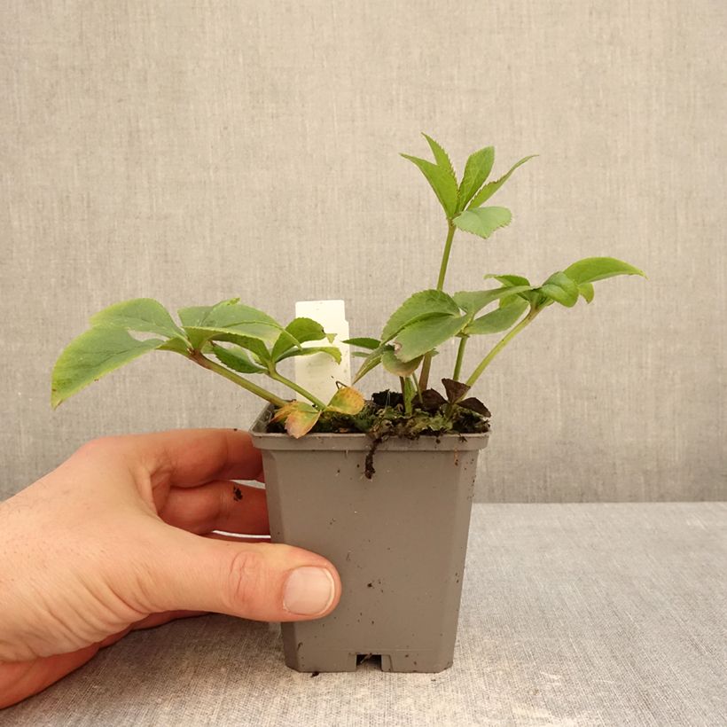 Eléboro oriental Aubergine W/E Maceta de 8/9 cm Ejemplar entregado en invierno