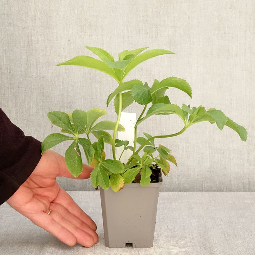 Eléboro oriental Aubergine W/E Maceta de 8/9 cm Ejemplar entregado en la primavera
