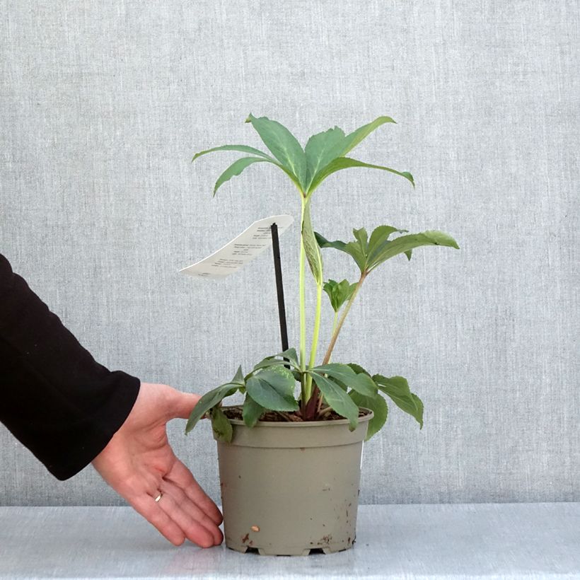 Eléboro oriental White Red Center Maceta 2L/3L Ejemplar entregado en la primavera