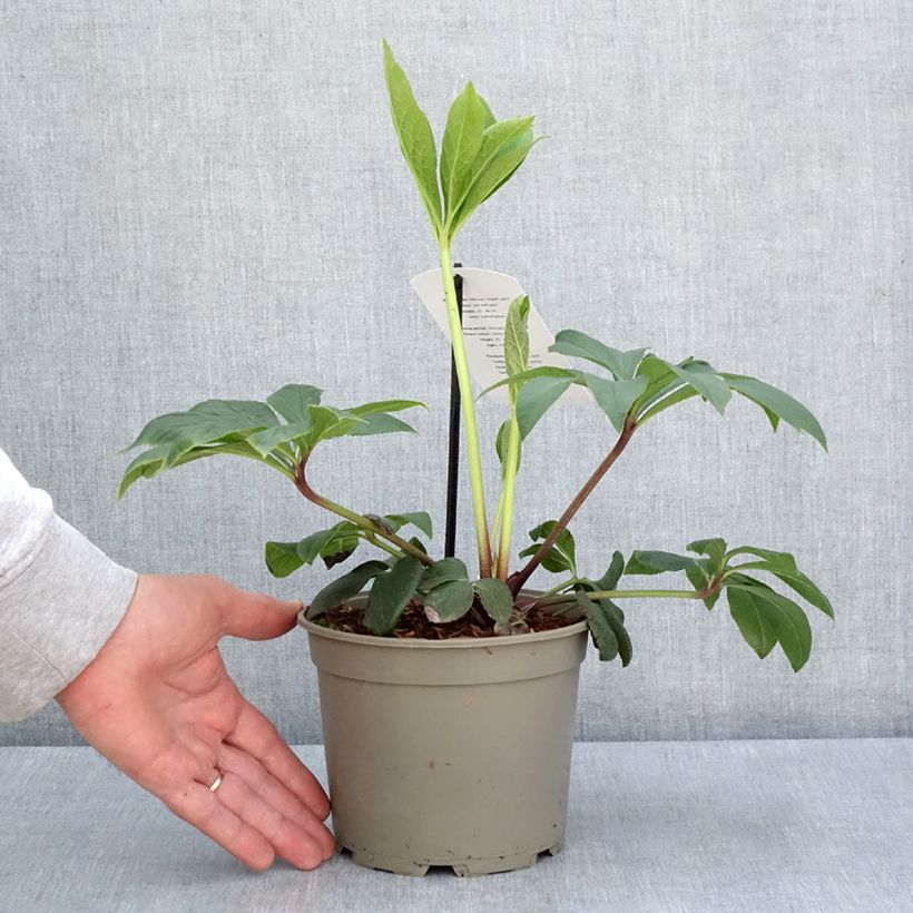 Eléboro oriental White guttatus Maceta 2L/3L Ejemplar entregado en la primavera