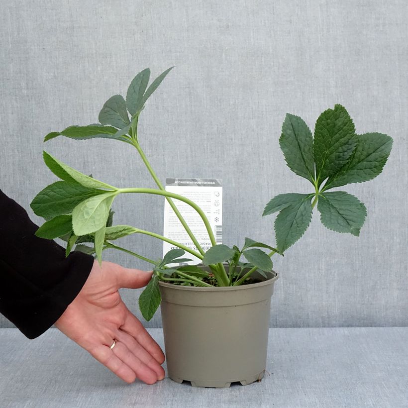 Eléboro oriental Double Aubergine White Edge Maceta 2L/3L Ejemplar entregado en la primavera