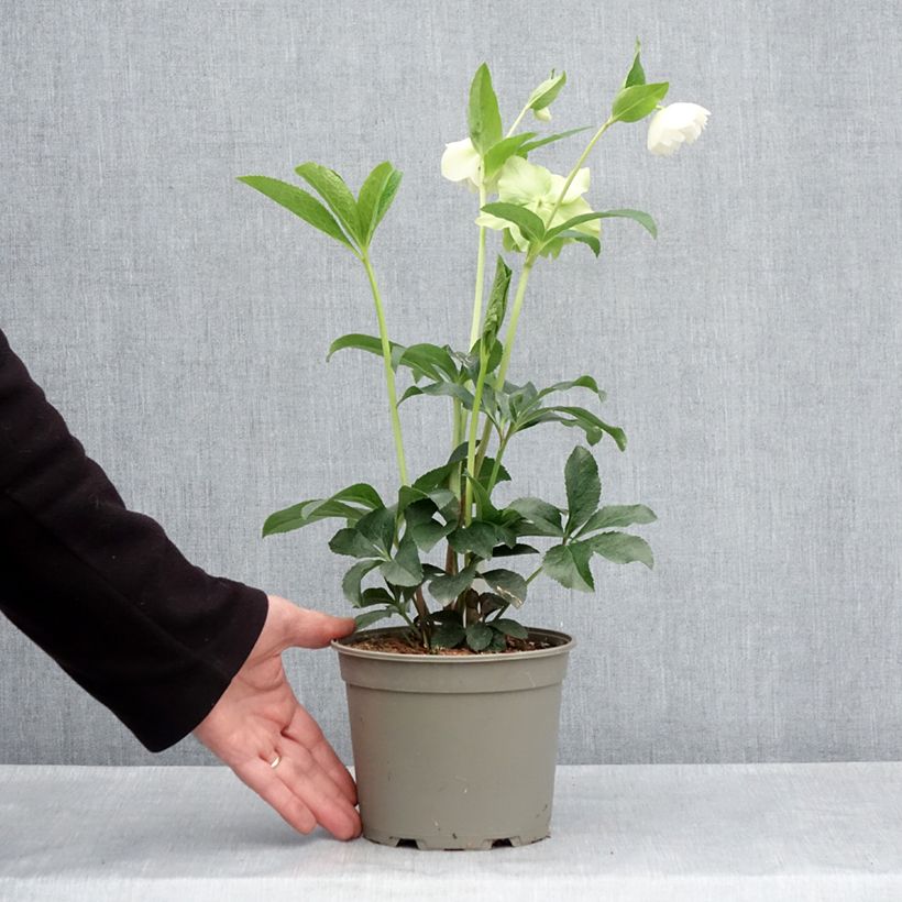 Eléboro oriental Double Blanco Maceta 2L/3L Ejemplar entregado en la primavera