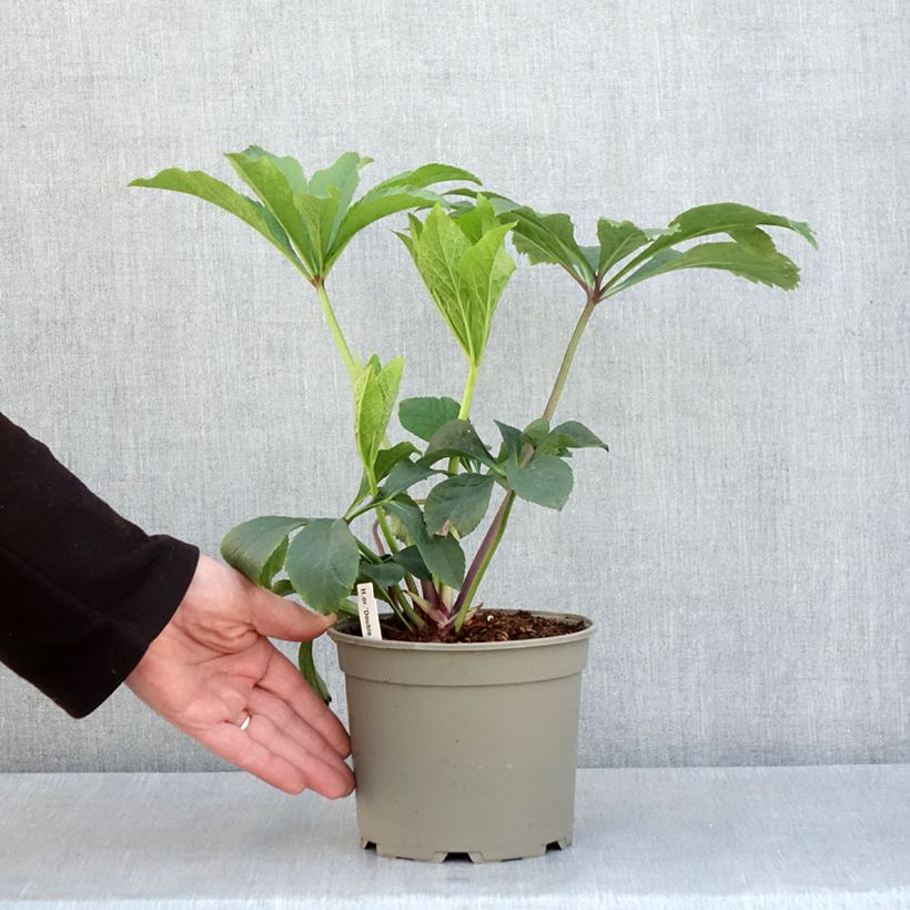 Eléboro oriental Double AmarilloSpotted Maceta 2L/3L Ejemplar entregado en la primavera