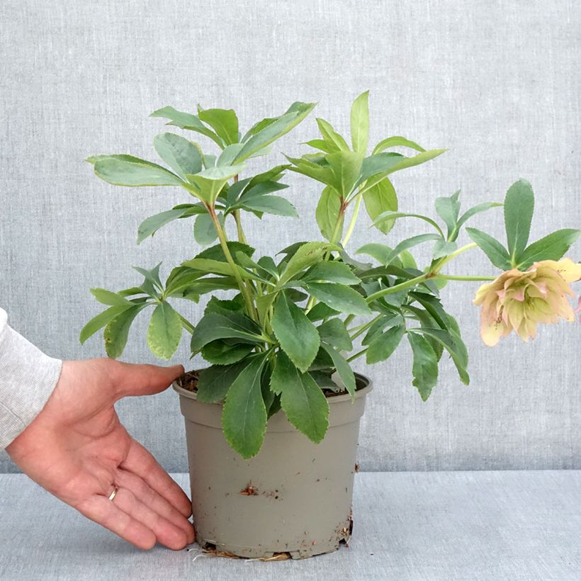 Eléboro oriental Double Rosa Maceta 2L/3L Ejemplar entregado en la primavera