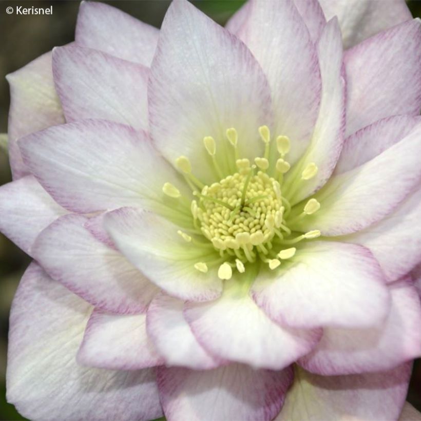 Eléboro oriental Double Rosa (Floración)