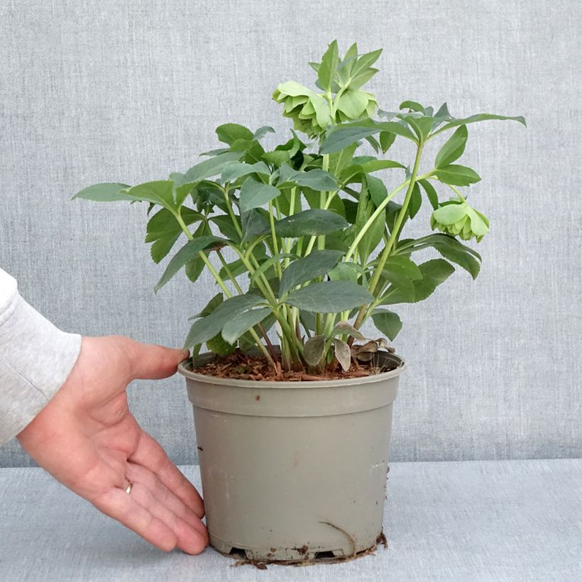 Eléboro oriental Double Green Spotted Maceta 2L/3L Ejemplar entregado en la primavera