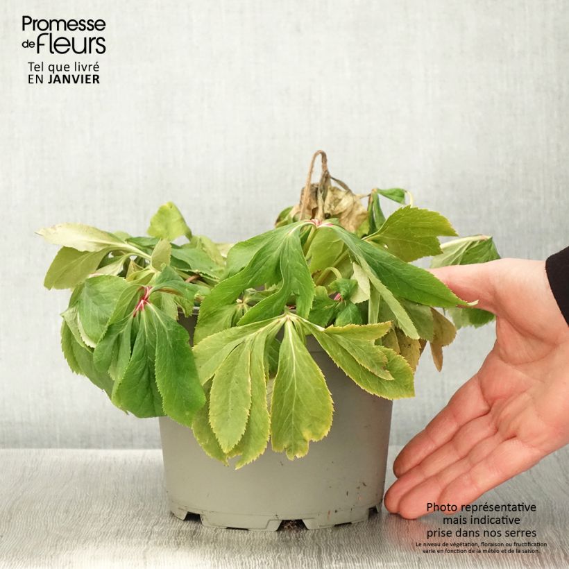 Eléboro oriental Special Pink Maceta 2L/3L Ejemplar entregado en invierno