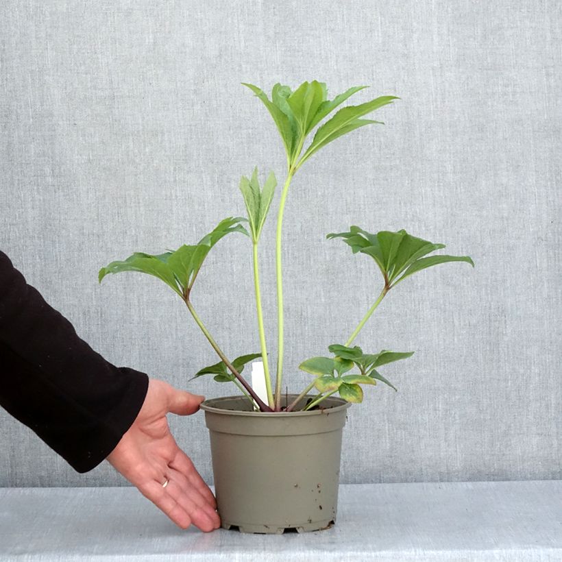 Eléboro oriental Yellow Maceta 2L/3L Ejemplar entregado en la primavera