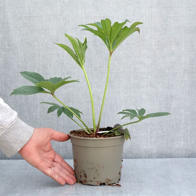 Eléboro Magic Apricot guttatus - Eléboro Maceta 2L/3L Ejemplar entregado en la primavera