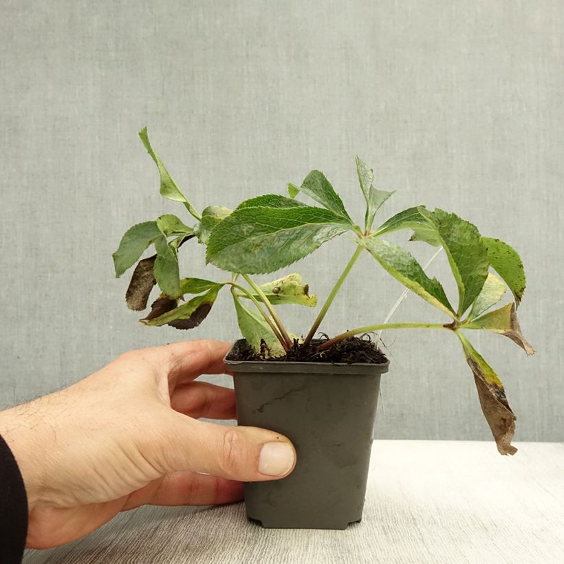 Ejemplar de Helleborus Orientalis Mix Maceta de 8/9 cm entregado en otoño